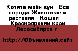 Котята мейн кун - Все города Животные и растения » Кошки   . Красноярский край,Лесосибирск г.